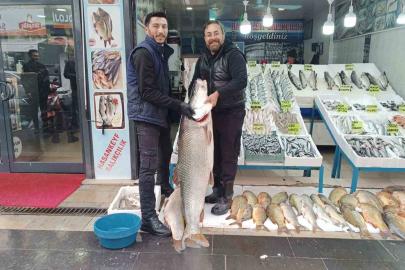 Dev turna balığı ilgi odağı oldu