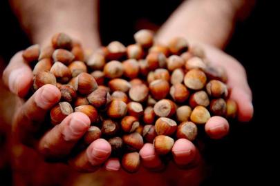 Fındık ihracı geçen yılın gerisinde kaldı