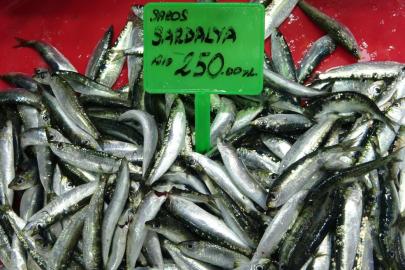 Hamsi bolluğu av baskısı oluşturdu: Şok tesislerinde, taşıyıcı kamyonlarda yer kalmadı