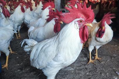 Hobiydi, iş oldu, 3 yılda 850 etlik horoz yetiştirdi