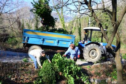 Kilogramı 25 liradan satılan defne yaprağı bir köyün geçim kaynağı oldu