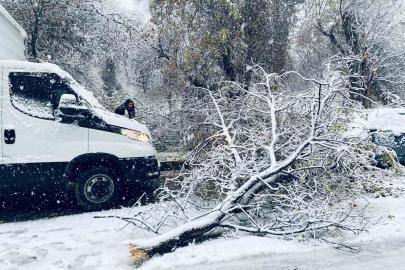 Şanlıurfa'da ağaç arabaların üzerine devrildi