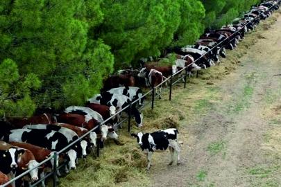 Şanlıurfa'da yetiştiricilere gebe düve dağıtacak