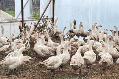 Yabani otla mücadelede kazlar sahaya indi