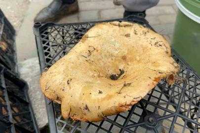 Yağmur yağdı, fiyatı 300 liradan 100 liraya düştü