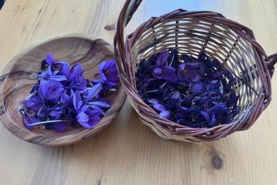 Yüksek getirili safrana ilgi artıyor