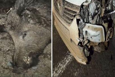 Ana yola çıkan domuza otomobil çarptı