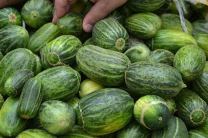 Dışı karpuz, içi kavun, tadı salatalık!