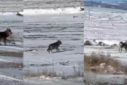 Kar yağdı, kurtlar şehre yaklaştı