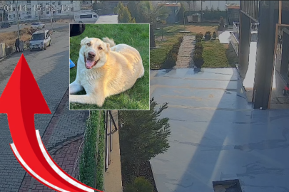 Şanlıurfa’da Köpek Hırsızlığı İddiası