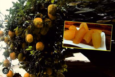 Şanlıurfa'nın keşfedilmeyi bekleyen meyvesi: Kebbat