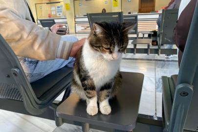 Soğuktan üşüyen sokak kedileri tren garına ısındı