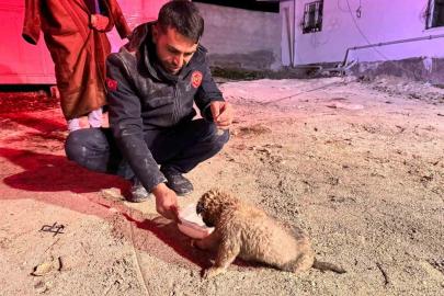 Sondaj kuyusuna düşen yavru köpek kurtarıldı