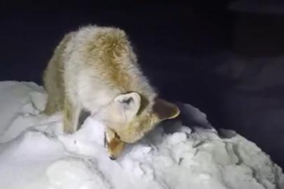 Türkiye'de Sibirya soğukları: Tilki ayakta dondu
