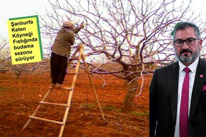 Akbaş: 'Don olmasın, dolu vurmasın diye dua ediyoruz'