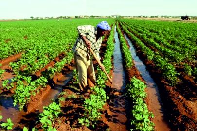 Geleneksel tarımın sonu mu geliyor?