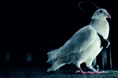 Güvercinler “biyo-drone”ye dönüştürüldü