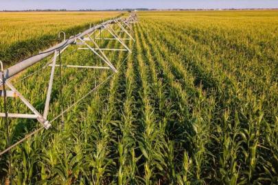 Kaçak elektrik, en çok Mısır sulamasında kullanılmış