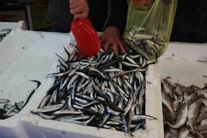 Limandan 500 ton hamsi çıktı