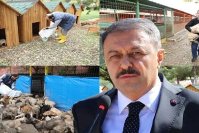 Şanlıurfa’da rekor sayıda sokak hayvanı toplandı