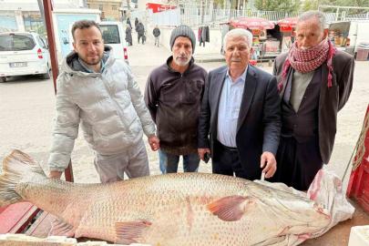 120 kiloluk turna balığı görenleri hayrete düşürdü