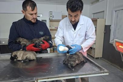 6 köpek yavrusu yangından kurtarıldı