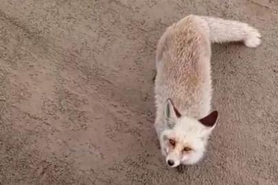 Aç kalan tilki işçilerin yanına geldi