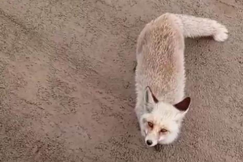 Aç kalan tilki işçilerin yanına geldi