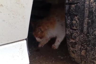 Aracın motoruna sıkışan kedi kurtarıldı