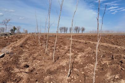 Büyükşehir Belediyesi’nden 20 bin çınarlık yeşil hamle