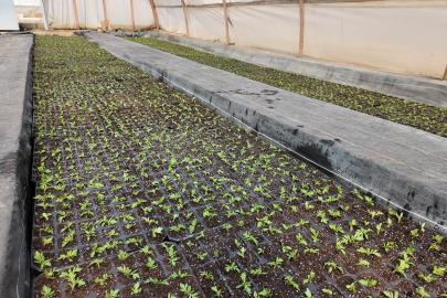 Büyükşehir seralarında 400 bin yazlık çiçek üretiliyor