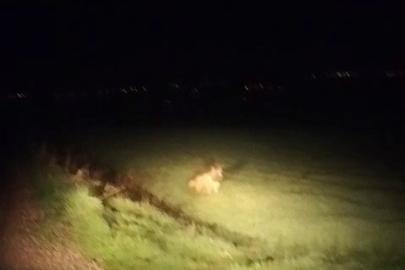 Çizgili sırtlan görüldü