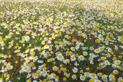 Dağlar çiçek açtı, arıcılar umutlandı