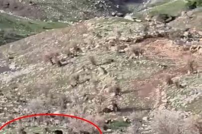 Domuzlar koyun sürüsüne saldırdı, çoban köpeği kovaladı