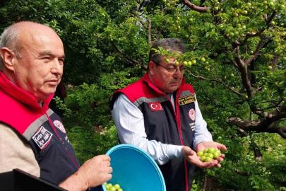 Erik hasadı başladı