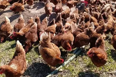 Ev kiraları şehirden kaçırdı, köyde "gezen tavuk" çiftliği kurdu