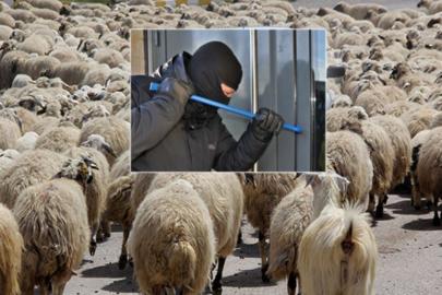 Harran’a hırsızlar dadanmış durumda