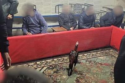 Horoz dövüşüne suçüstü operasyon: 60 kişi yakalandı