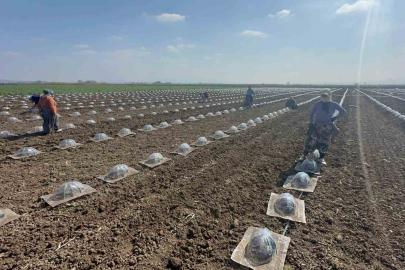 Karpuz ekimi başladı