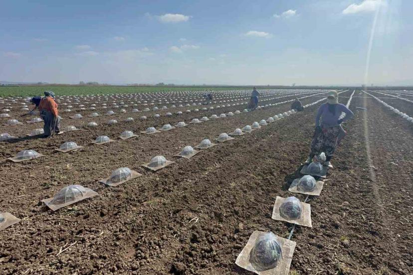 Karpuz ekimi başladı