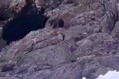 Kış uykusundan uyandı, kar üstünde yiyecek aradı