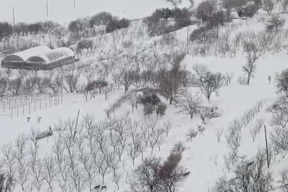 Kurt sürüsü görüntülendi