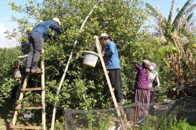 Limonda hasat sonu: Kadınların yoğun mesaisi sürüyor
