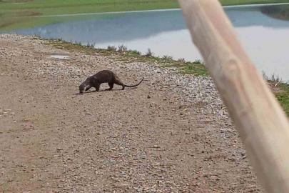Nesli tükenme tehlikesi altındaki su samuru görüntülendi