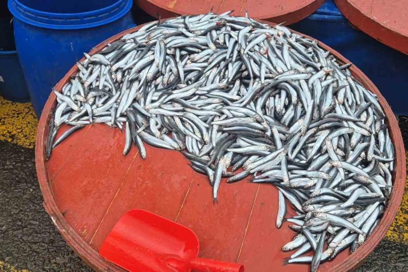 Pazarda hamsinin kilosu 200 liraya çıktı