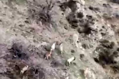 Popülasyonu hızla artıyor: Dağ keçileri sürü halinde görüntülendi
