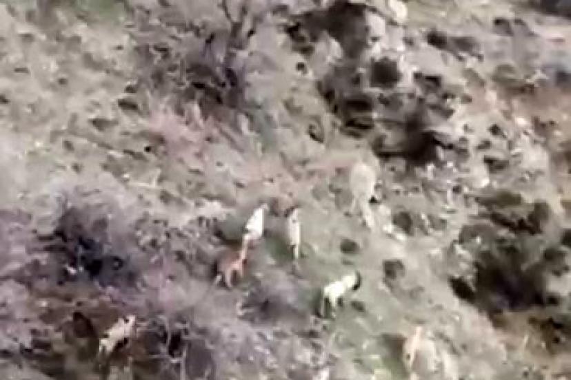 Popülasyonu hızla artıyor: Dağ keçileri sürü halinde görüntülendi