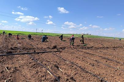 Şanlıurfa’da çiftçiler domates ekimine başladı