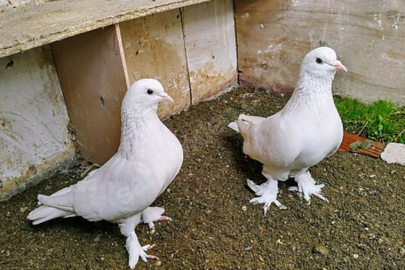 Şanlıurfa’da güvercin tutkusu