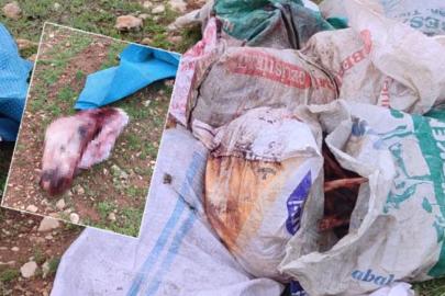 Şanlıurfa'da kesilmiş at kafası ve parçaları bulundu